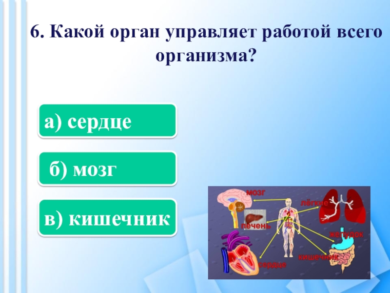 Какой орган управляет человеком. Какой орган управляет работой организма. Какой внутренний орган управляет работой всего организма. Какой орган управляет всем организмом. Какая система органов управляет работой всего организма.