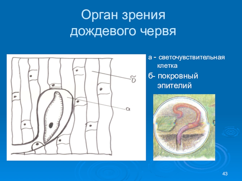 Органы чувств червей. Орган зрения дождевого червя. Органы чувств дождевых червей. Органы чувств дождевого червя. Органы чувств кольчатых червей.