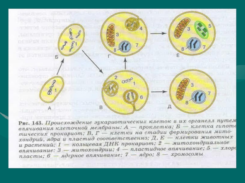 Какие гипотезы происхождения эукариотической клетки
