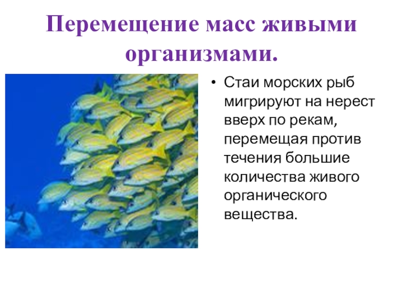 Презентация на тему биосфера средообразующая деятельность организмов 9 класс