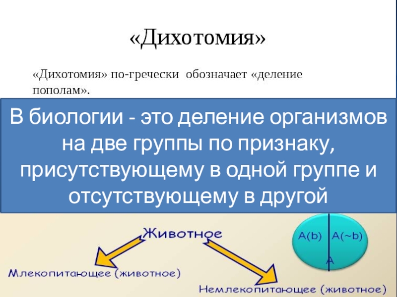 Дихотомическая картина мира