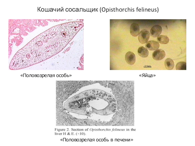 Яйца кошачьего сосальщика рисунок