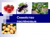 Презентация по биологии на тему Семейство Пасленовые (7 класс)