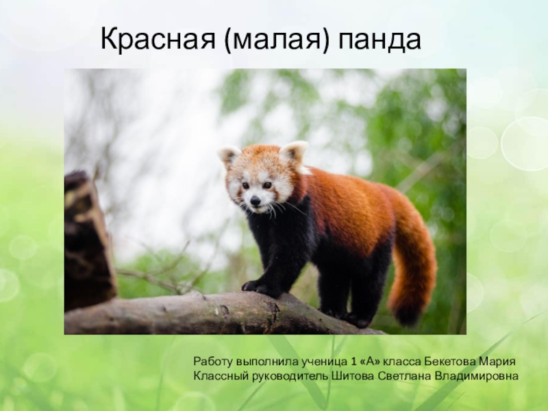 Презентация Презентация по окружающему миру 1 класс Красная панда
