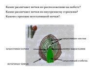 Презентация Внешнее строение листа.