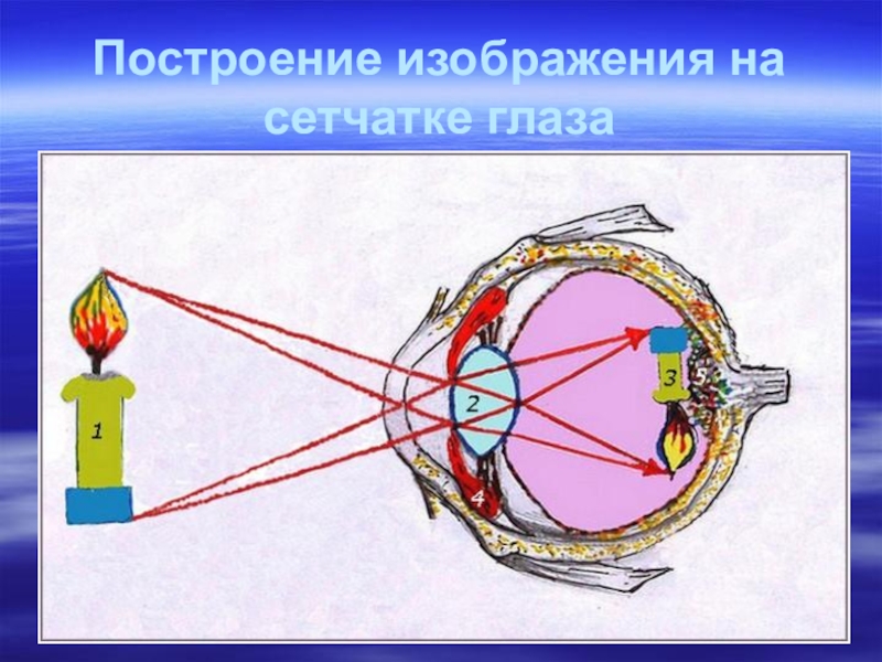 Глаз схема физика