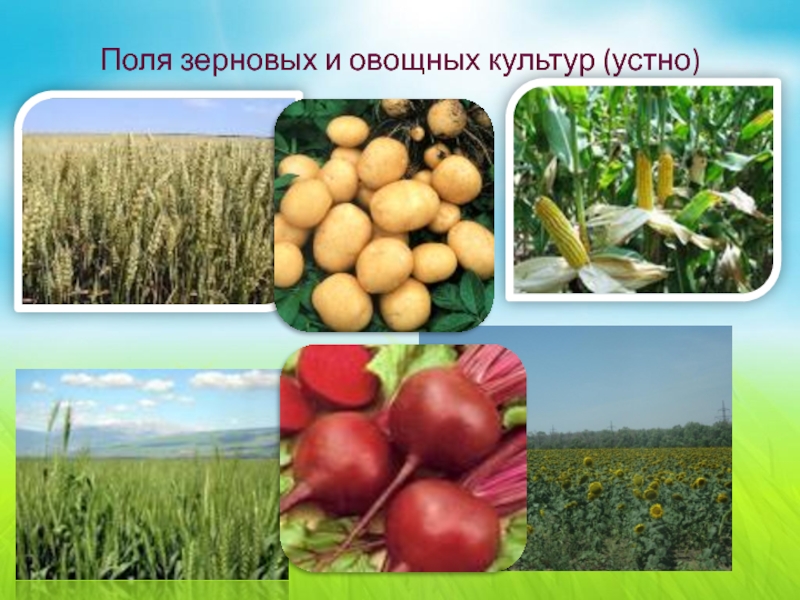 Природное сообщество поле 5 класс. Зерновые и овощные культуры.