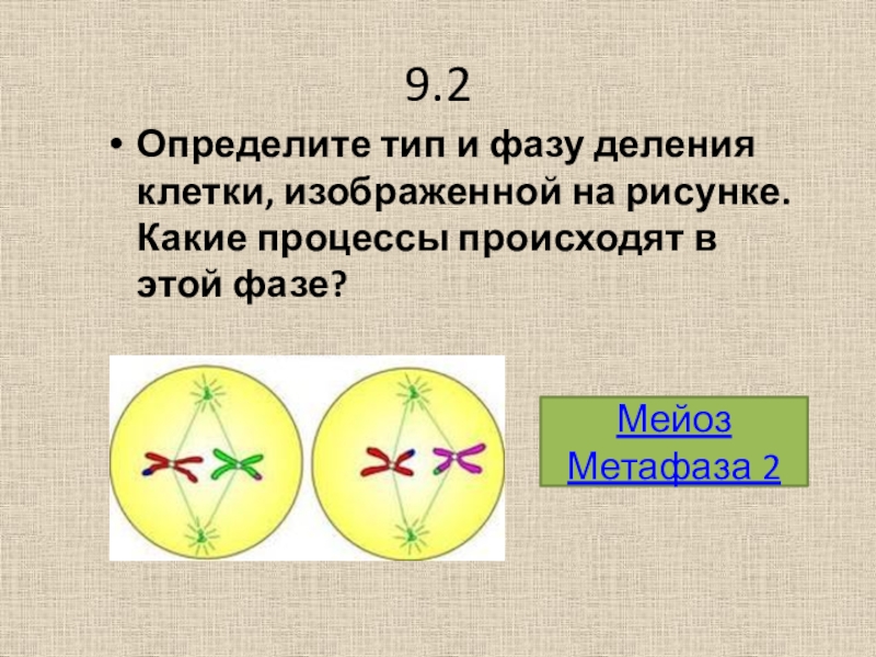 9.2Определите тип и фазу деления клетки, изображенной на рисунке. Какие процессы происходят в этой фазе?Мейоз Метафаза 2