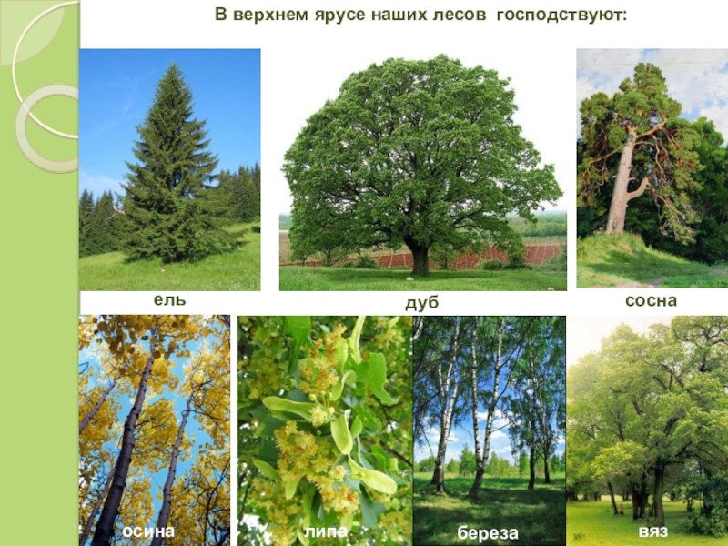 Деревья пензенской области названия и фото
