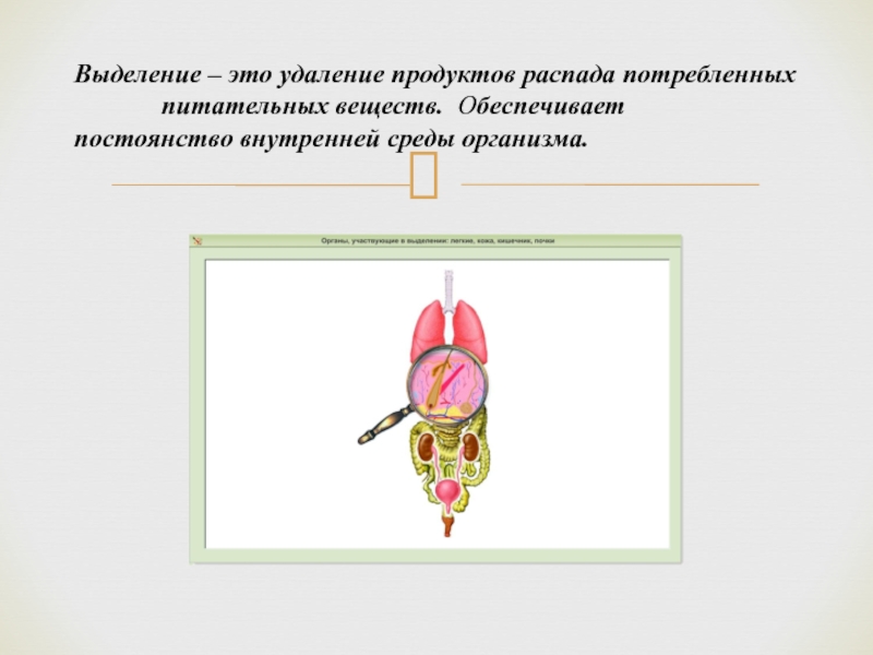 Презентация по биологии 8 кл выделение