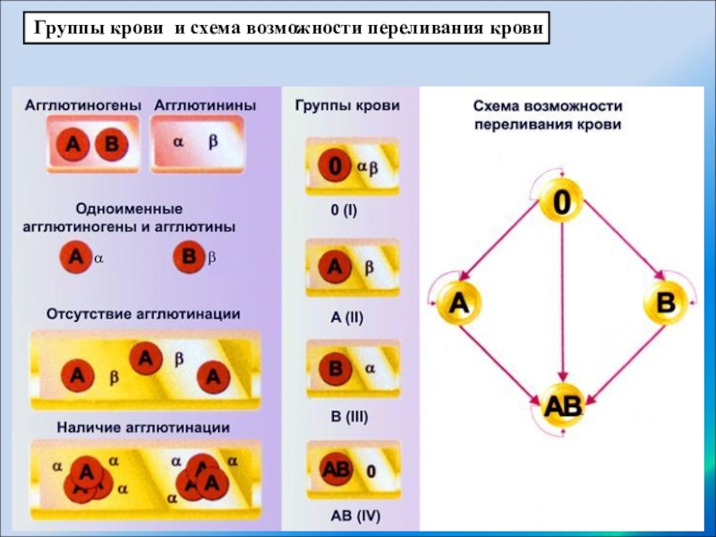 Переливание крови схема совместимости