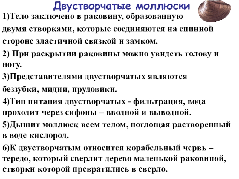 Общая характеристика моллюсков. Общая характеристика двустворчатых. Общая характеристика двустворчатых моллюсков. Признаки типа моллюски. Характеристика типа моллюски.