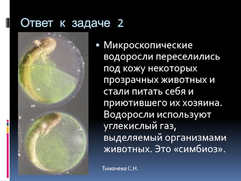 Ответ к задаче 2Микроскопические водоросли переселились под кожу некоторых прозрачных животных и стали питать себя и приютившего