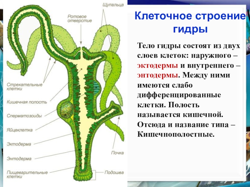 Гидра биология строение. Строение гидры Кишечнополостные. Тип Кишечнополостные строение гидры. Внешнее и внутреннее строение гидры. Образ жизни и строение гидры.