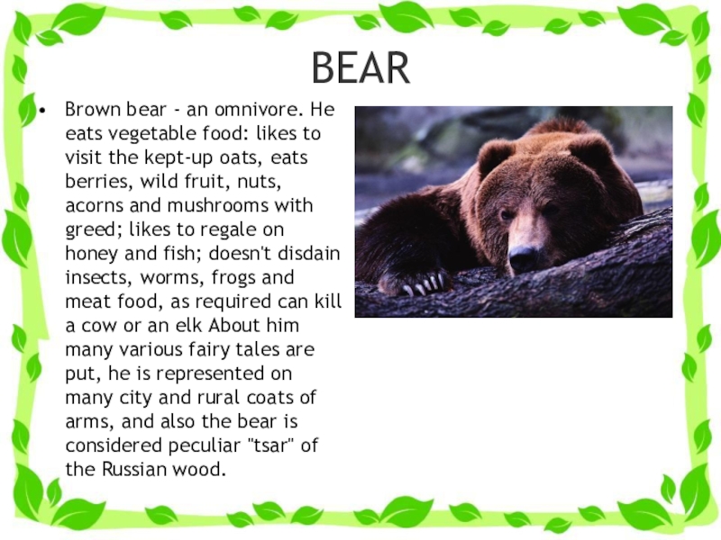 Bear слово. Bears текст. Bears текст. Polar bear text. Текст про белого медведя.