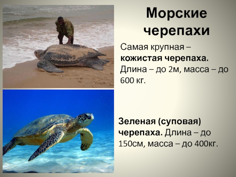 Морские черепахиСамая крупная – кожистая черепаха.  Длина – до 2м, масса – до 600 кг.Зеленая (суповая)