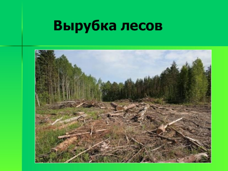 Богатства лесной зоны. Экологические проблемы вырубки леса. Проблемы экологии вырубка лесов. Цель проекта вырубка леса. Вырубка леса предложения по улучшению экологической ситуации.