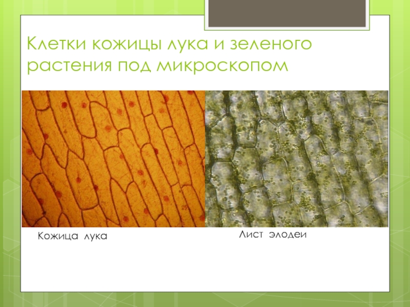 Клетки кожицы лука и зеленого растения под микроскопомКожица лукаЛист элодеи