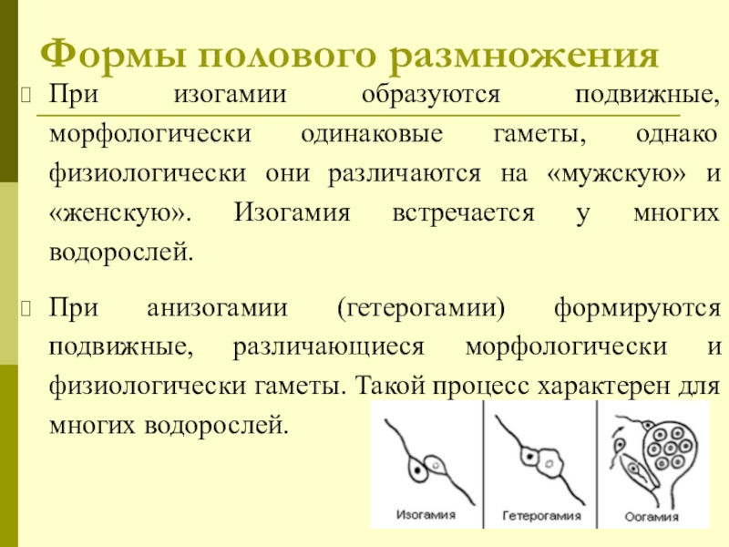 Участвуют гаметы. Формы полового размножения. Образуются подвижные гаметы. Половое размножение гаметы. Формы полового размножения изогамия.