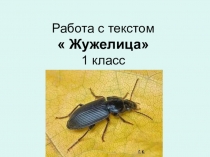 Работа с текстом  Жужелица 1 класс