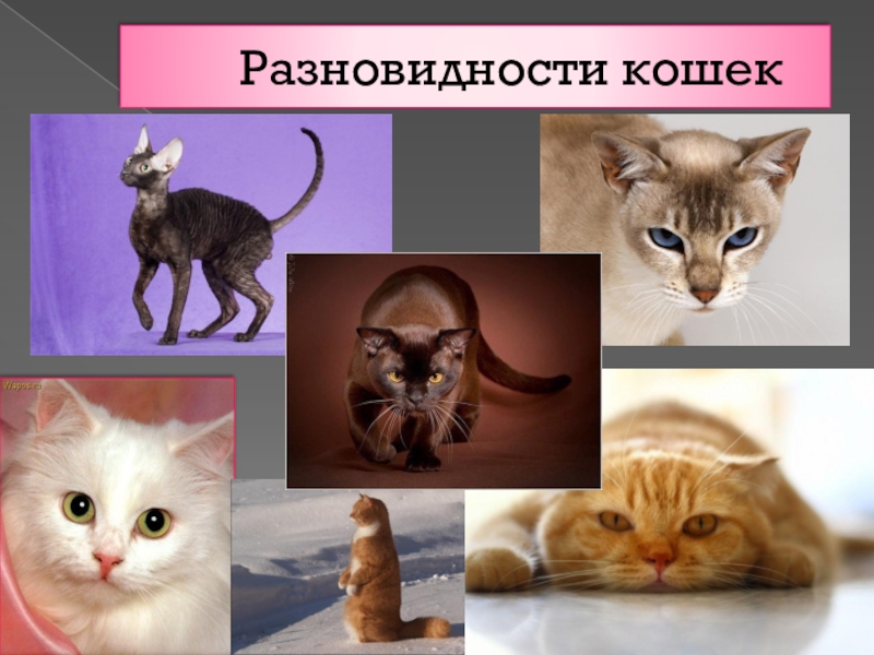 5 типов кошек. Разнообразие кошек. Породы кошек презентация. Кошки разнообразие видов. Проект виды кошек.