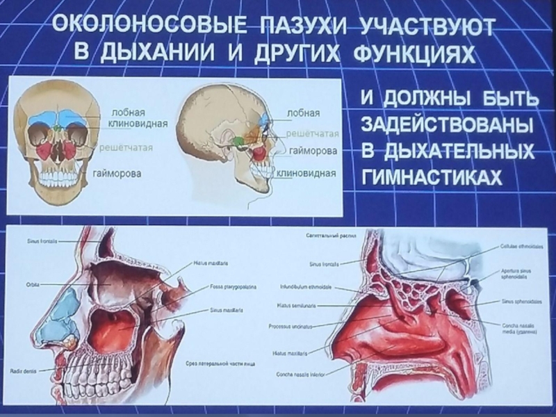 Околоносовые пазухи картинка