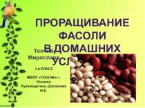Исследовательская работа Проращивание фасоли