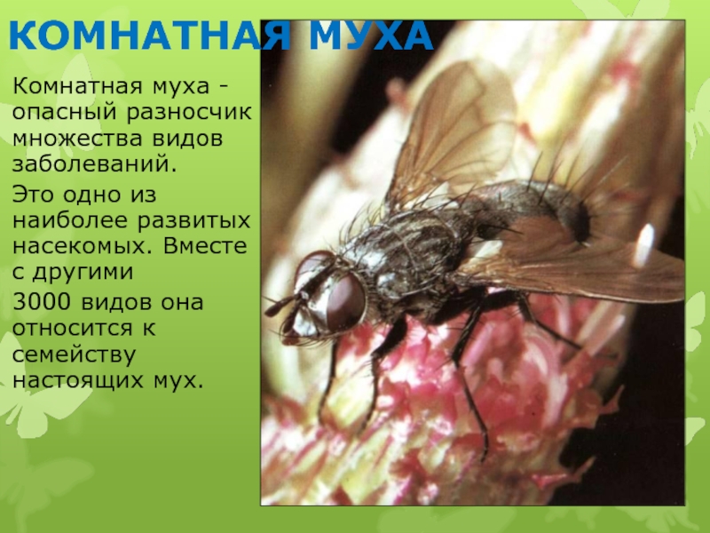 КОМНАТНАЯ МУХАКомнатная муха - опасный разносчик множества видов заболеваний.Это одно из наиболее развитых насекомых. Вместе с другими3000