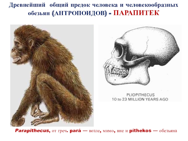 Рисунок обезьяны и человека