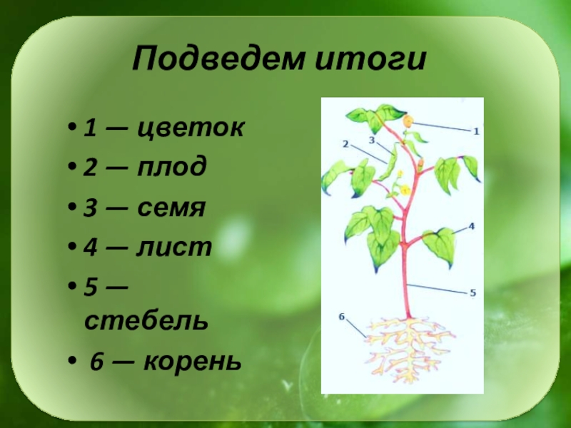 Тест стебель 6 класс