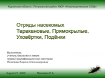 Отряды насекомых Таракановые, Прямокрылые, Уховёртки, Подёнки