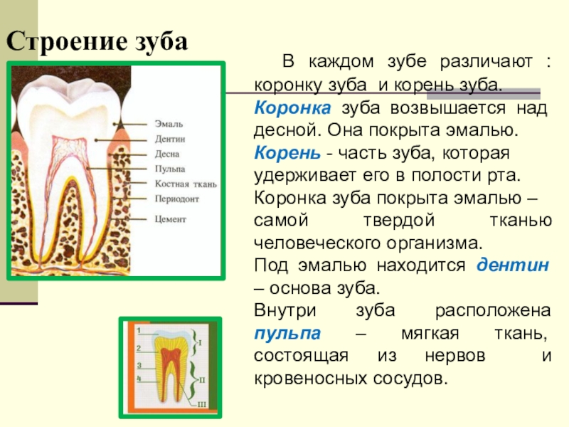 Какую функцию выполняет коронка зуба. Строение зуба. Зубы анатомия. Строение зуба человека. Анатомия зубов коронковая часть.
