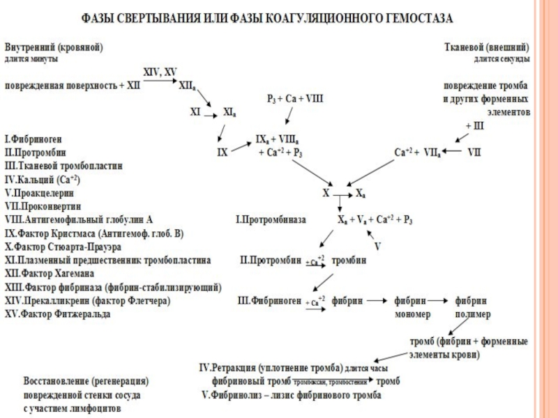 Факторы свертывания схема