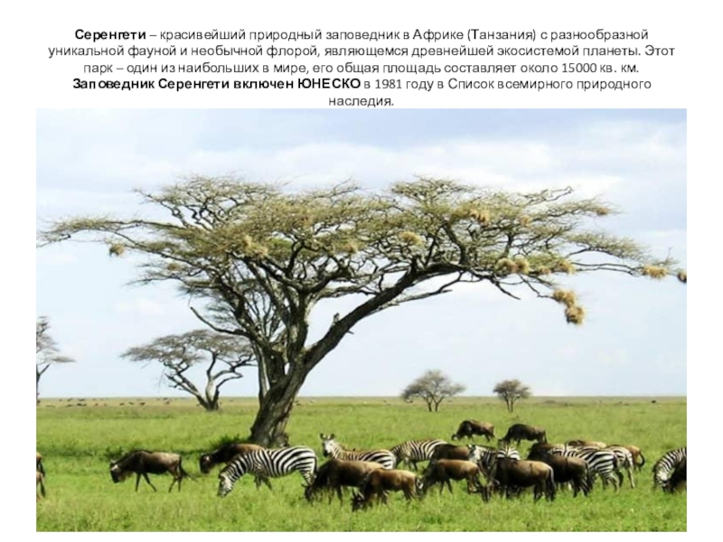 Серенгети – красивейший природный заповедник в Африке (Танзания) с разнообразной уникальной фауной и необычной флорой, являющемся древнейшей