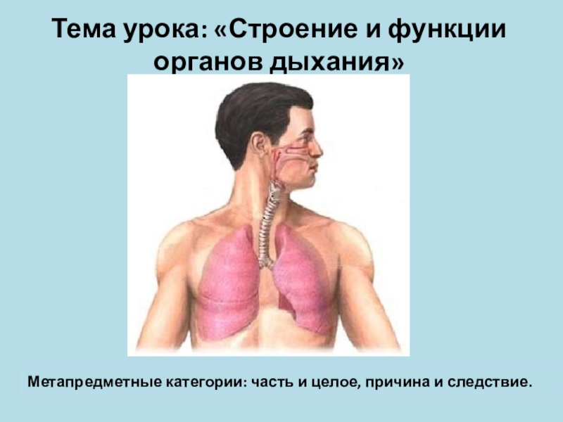 Презентация Презентация по биологии на тему Строение дыхательной системы