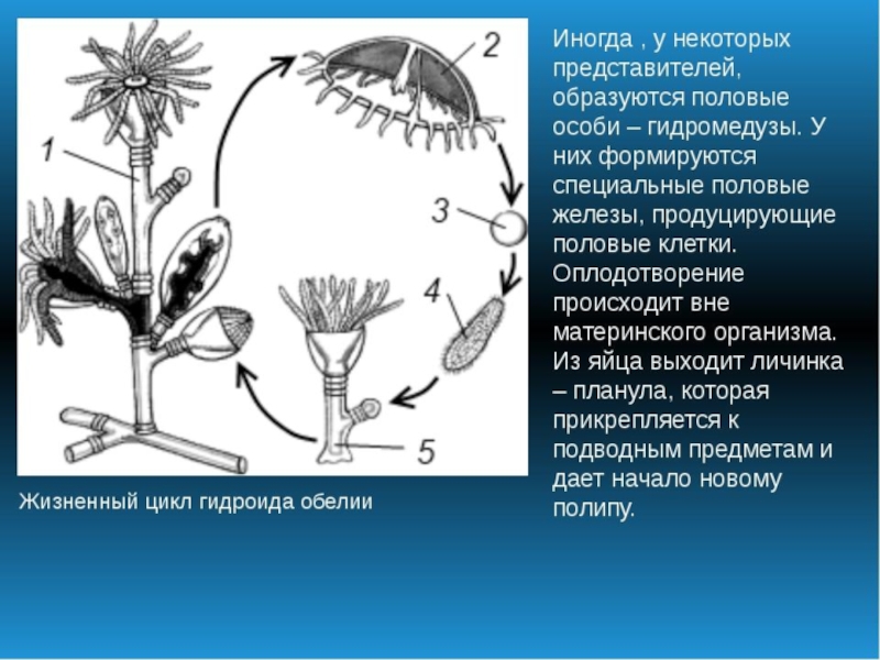 Размножение гидроидных. Жизненный цикл ГИДРОИДА обелии. Жизненный цикл гидроидного полипа. Цикл развития гидроидной медузы. Цикл развития гидроидного полипа схема.