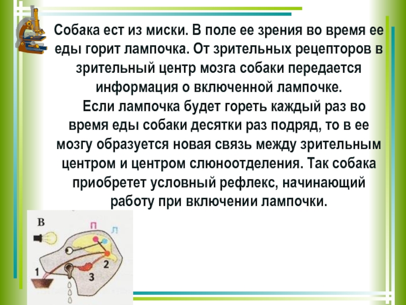 Вклад отечественных ученых в разработку учения о высшей нервной деятельности 8 класс презентация