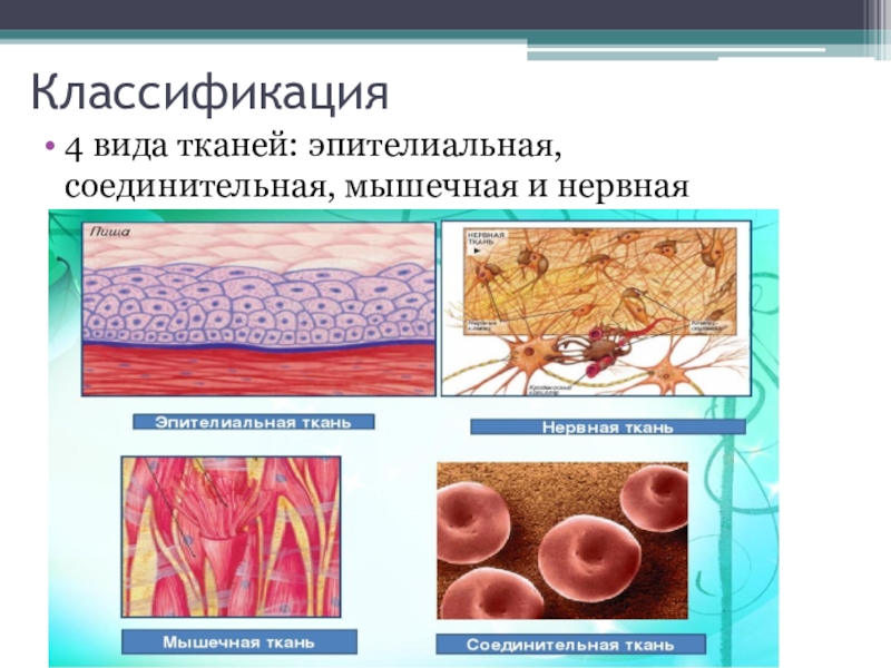 Какие органы входят в соединительную ткань. Эпителиальные соединительные мышечные ткани. Ткань 1)  соединительная 2)  эпителиальная. Эпителиальная ткань и соединительная ткань. Классификация тканей анатомия.