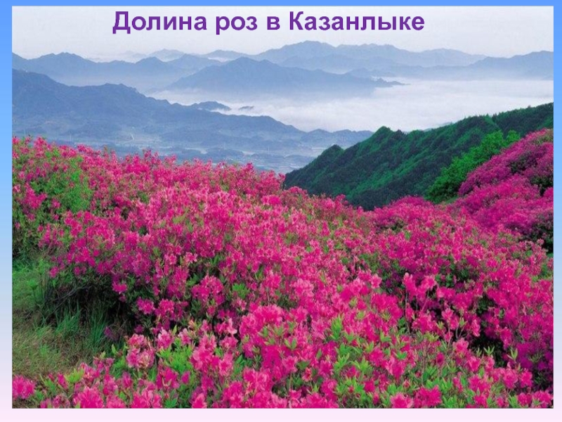 Долина роз в Казанлыке