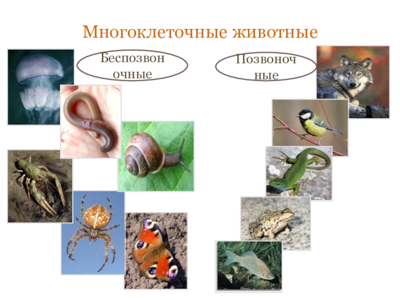 Классы многоклеточных животных