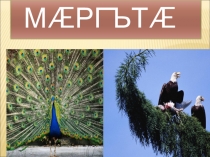 Презентация по осетинскому языку на тему  Птицы(2 класс)