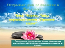 Презентация к открытому уроку по биологии Корень. Строение корня.