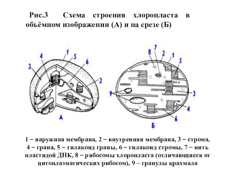 Соотнесите объекты с их обозначениями на рисунке гранула запасных веществ межмембранное пространство