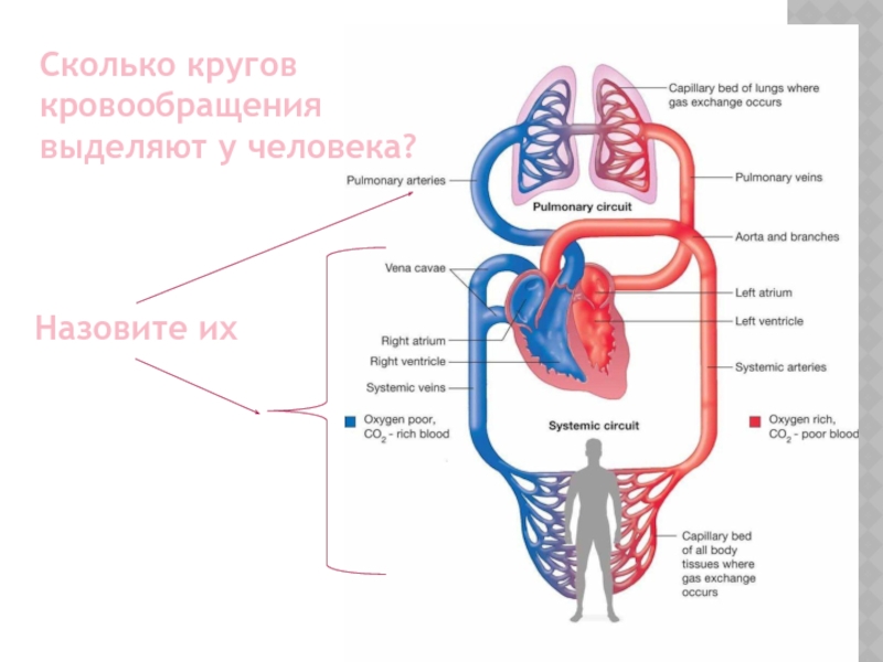 Большой круг кровообращения заканчивается в. Малый круг кровообращения схема газообмен. Блок схема кругов кровообращения. Сколько кругов кровообращения. Количество кругов кровообращения у человека.