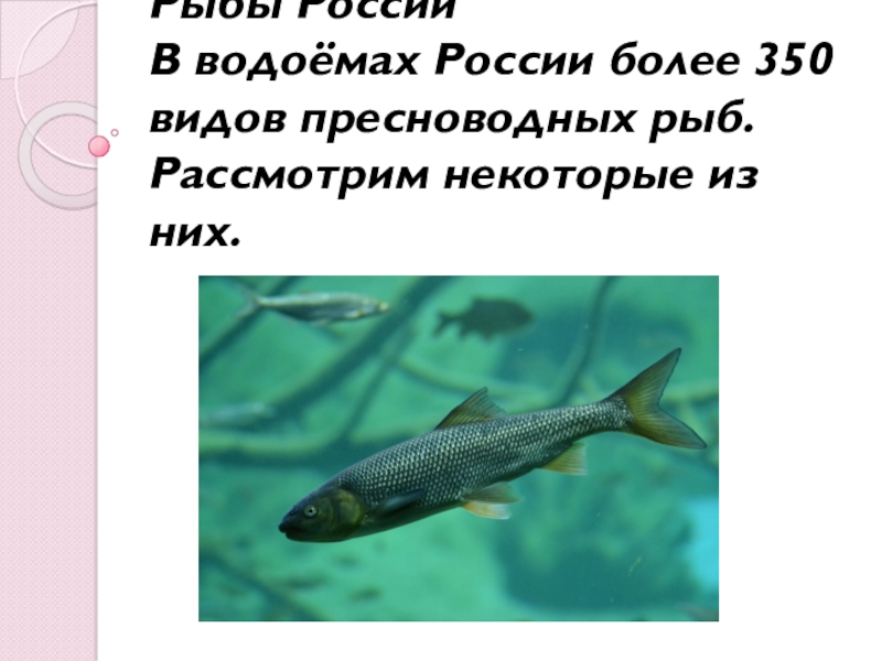 Презентация Презентация по окружающему миру для второй младшей группы: Рыбы России.