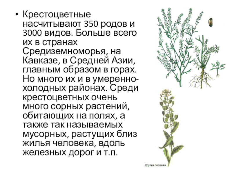 Крестоцветные биология 7 класс. Сорные растения семейства крестоцветных. Крестоцветные это. Сообщение о крестоцветных растениях. Кормовые крестоцветные растения.