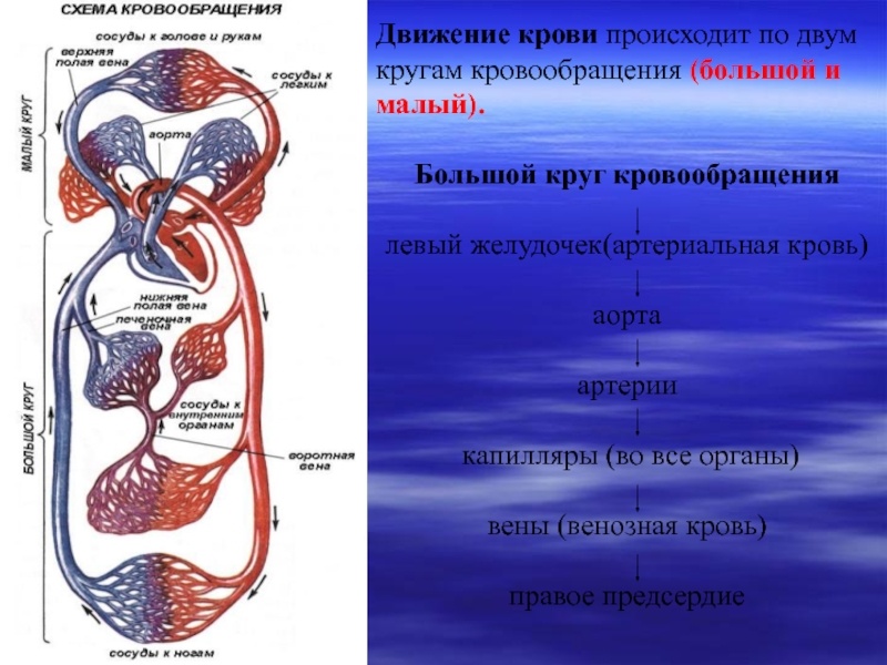 Схема работы сердца и движение крови по сосудам