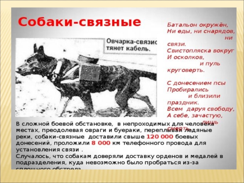 Служебная собака документы. Презентация служебные собаки подготовительная группа. Окружающий мир служебные собаки подготовительная группа. Служебные собаки занятие в подготовительной группе презентация. Служебные собаки занятие в подготовительной группе.