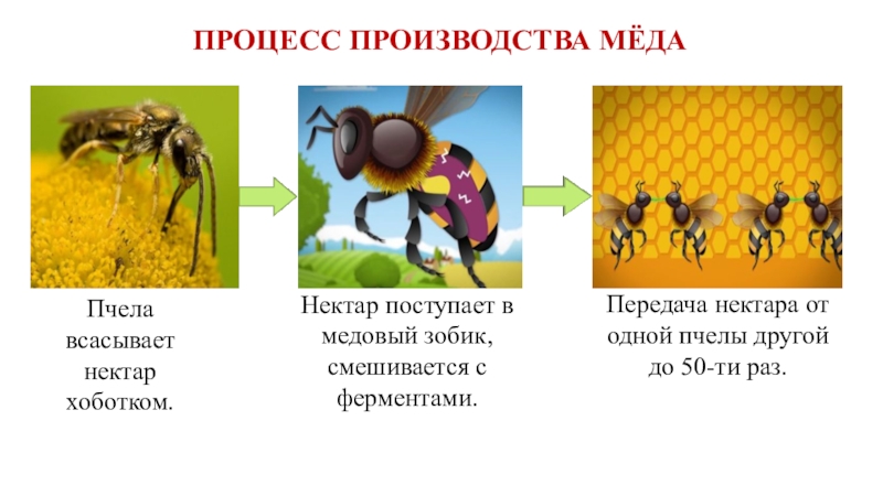 Откуда берутся шоколад изюм и мед 1 класс школа россии презентация