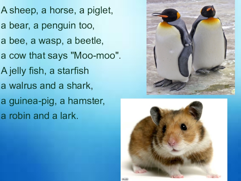 A sheep, a horse, a piglet,a bear, a penguin too,a bee, a wasp, a beetle,a cow that